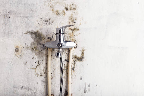 Best Home Mold Removal  in Kountze, TX