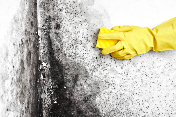 Best Mold Testing  in Kountze, TX