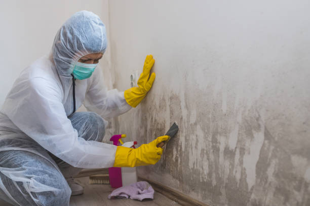 Best Mold Remediation  in Kountze, TX