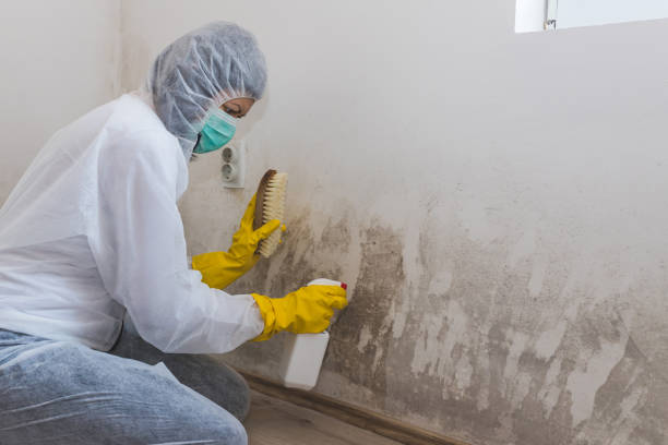 Best Mold Remediation  in Kountze, TX