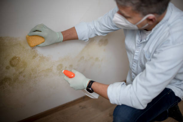 Certified Mold Removal in Kountze, TX