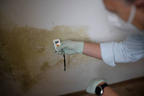 Best Certified Mold Removal  in Kountze, TX