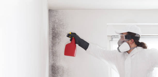 Best Attic Mold Removal  in Kountze, TX
