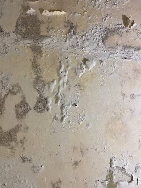 Best Mold Removal Near Me  in Kountze, TX