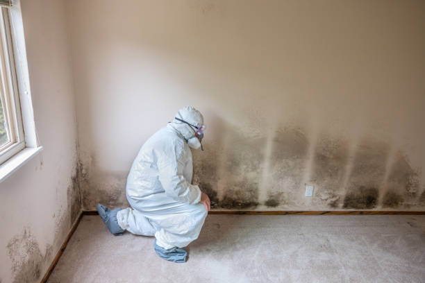 Best Certified Mold Removal  in Kountze, TX