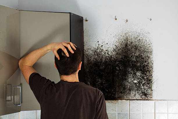 Best Same-Day Mold Removal  in Kountze, TX