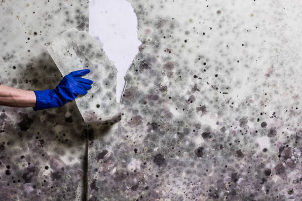 Crawl Space Mold Removal in Kountze, TX