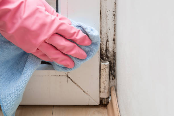 Best Professional Mold Removal  in Kountze, TX
