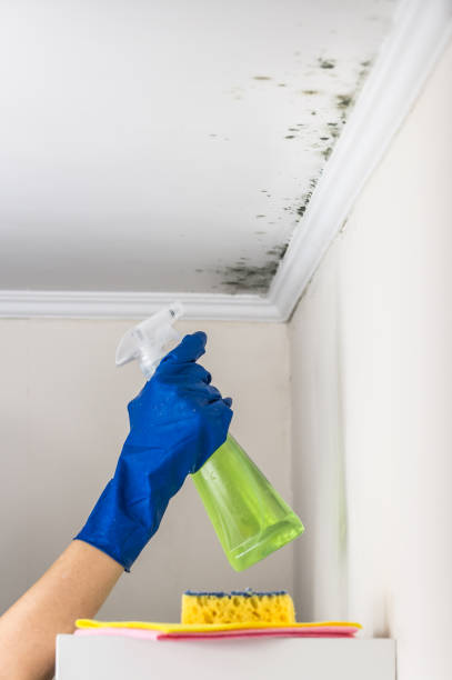 Best Mold Removal Near Me  in Kountze, TX